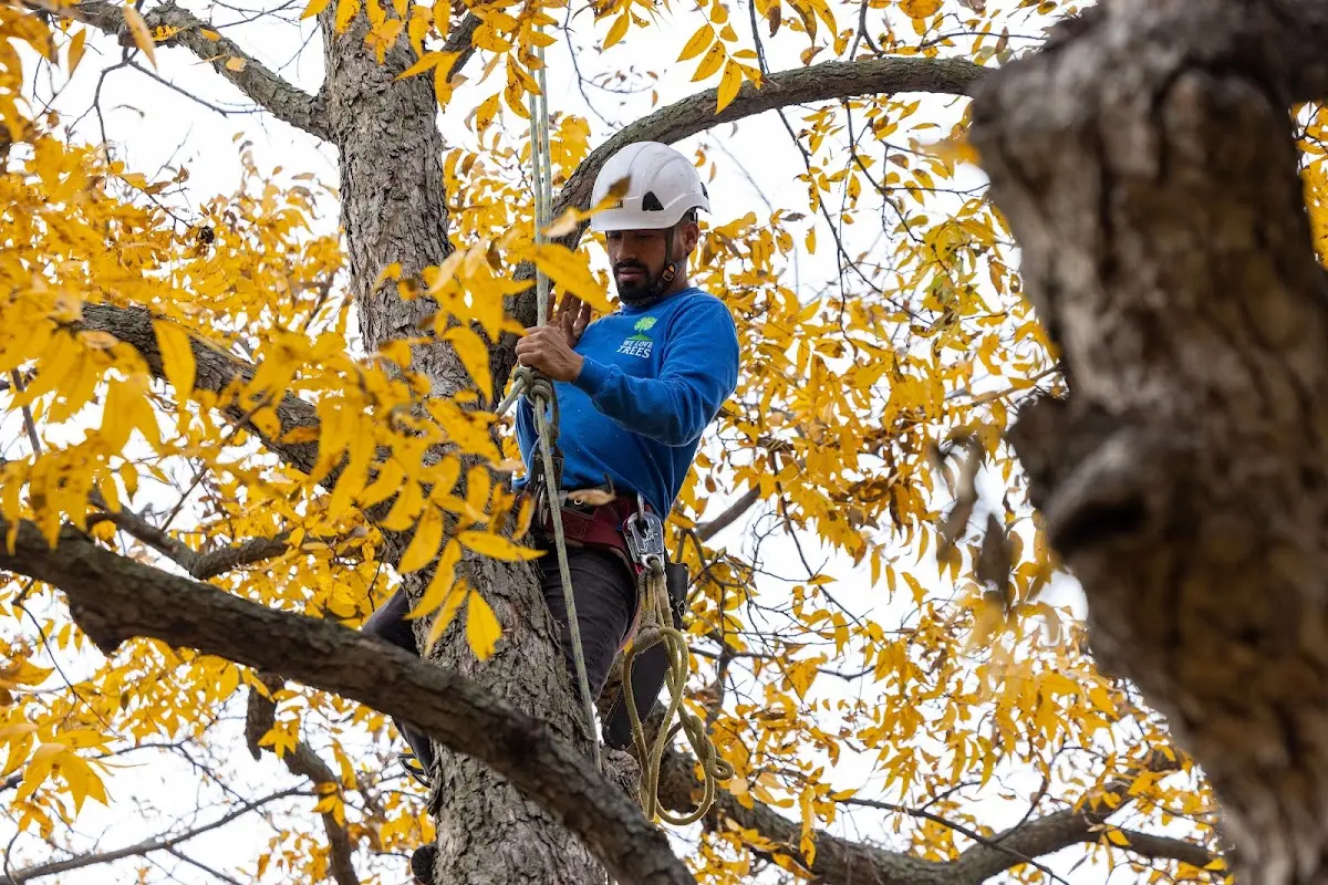 Skilled Storm Damage Cleanup crew working in Edmore